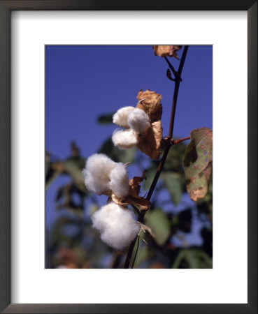 Cotton by Lauree Feldman Pricing Limited Edition Print image