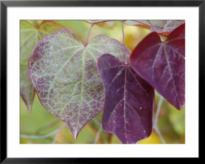 Cercis Canadensis Forest Pansy by Lynn Keddie Pricing Limited Edition Print image