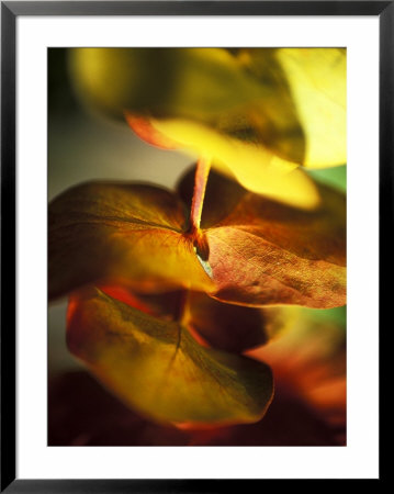 Eucalyptus (Gum Tree, Ironbark), Close-Up Of Leaves by Ruth Brown Pricing Limited Edition Print image