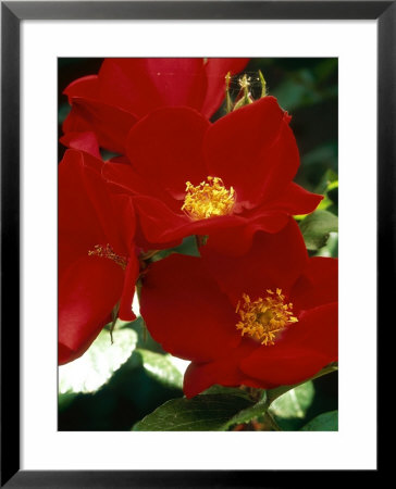 Rosa Robusta Syn R Kordes Robusta, (Rose), Rugosa Rose by Mark Bolton Pricing Limited Edition Print image
