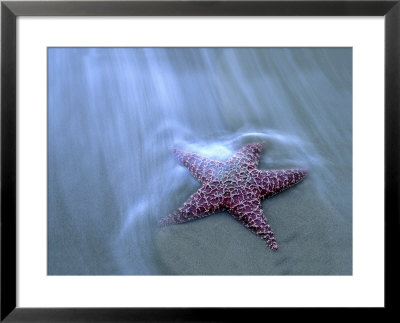 Harris Beach, Starfish, Oregon by Russell Burden Pricing Limited Edition Print image