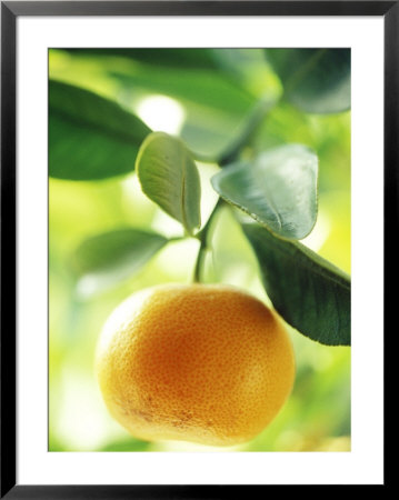 Calamondin Orange, October, Ronda, Spain by David Murray Pricing Limited Edition Print image