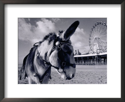 Donkey At Shorefront, Blackpool, England by Walter Bibikow Pricing Limited Edition Print image
