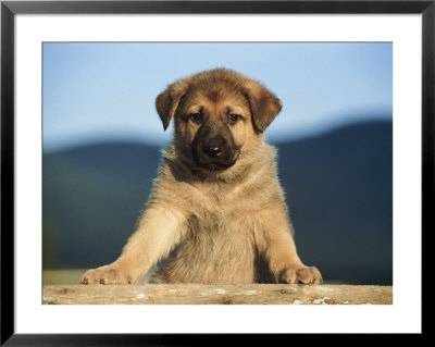 Portrait Of A German Shepherd Puppy by Frank Siteman Pricing Limited Edition Print image