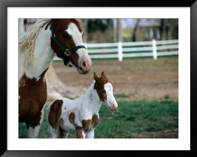 One Day Old Horse With Mother by Chris Rogers Pricing Limited Edition Print image