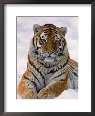 Siberian Tiger In Snow, Panthera Tigris Altaica by Lynn M. Stone Pricing Limited Edition Print image