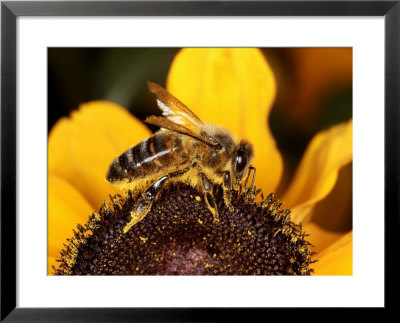Honey Bee, Worker Bee On Flower, Uk by O'toole Peter Pricing Limited Edition Print image