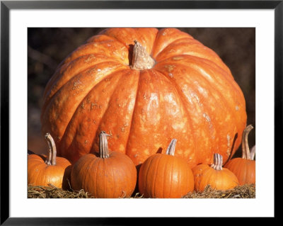 Pumpkins by Shmuel Thaler Pricing Limited Edition Print image
