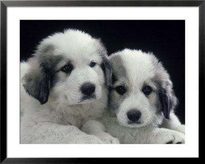 Two Puppies by Gregory Baker Pricing Limited Edition Print image