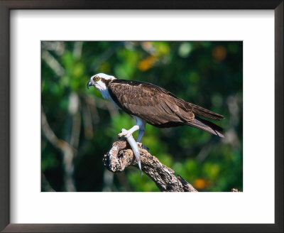 Osprey (Pandion Haliaetus) With Fish by David Davis Pricing Limited Edition Print image