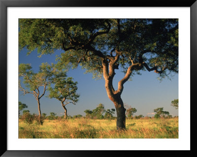 Acacia Trees, Kruger National Park, South Africa by Walter Bibikow Pricing Limited Edition Print image