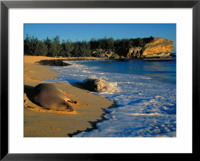 Pair Of Mating Monk Seals At Keoniloa Bay, Kauai by Koa Kahili Pricing Limited Edition Print image