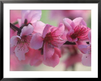 Blossoms On Arctic Rose Nectarine Tree by Inga Spence Pricing Limited Edition Print image