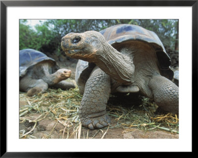 Galapagos Giant Tortoises, Ecuador by Jeff Greenberg Pricing Limited Edition Print image