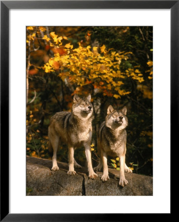 Two Alert Timber Wolves Standing On A Rock by Don Grall Pricing Limited Edition Print image