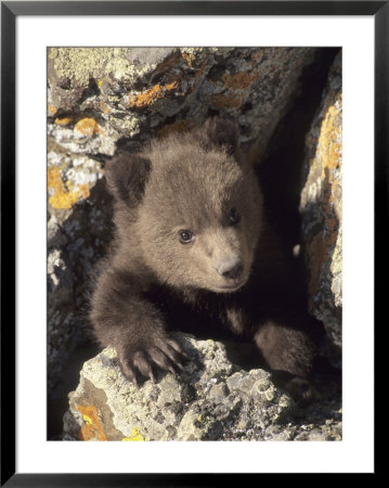 Grizzly Bear Cub Between Rocks, Montana, Usa by Daniel Cox Pricing Limited Edition Print image