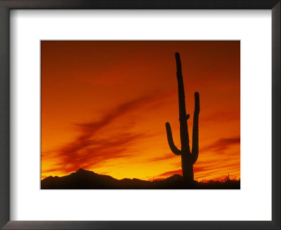 Silhouette Of A Cactus by Wallace Garrison Pricing Limited Edition Print image