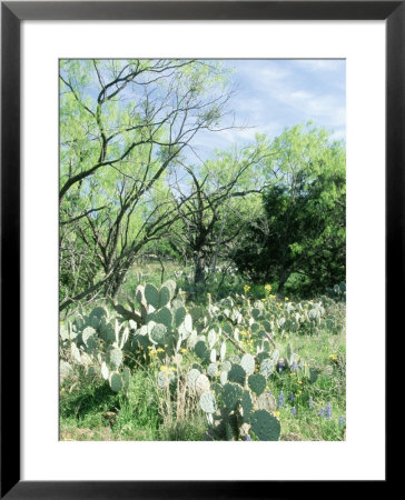 Prickly Pear Cactus, Texas by David Davis Pricing Limited Edition Print image
