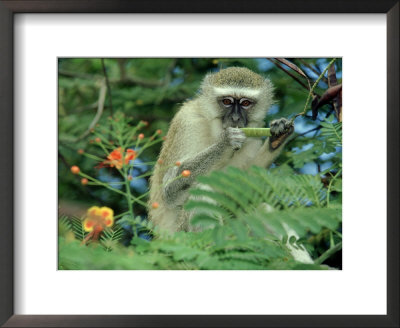 Vervet Monkey, Zimbabwe by Olaf Broders Pricing Limited Edition Print image