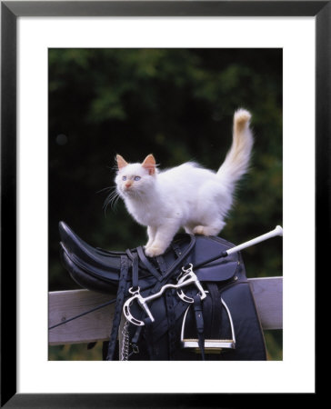 White Cat On English Saddle On Fence by Lawrence Sawyer Pricing Limited Edition Print image