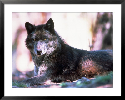 Eastern Timber Wolf (Canis Lupus) by Bob Winsett Pricing Limited Edition Print image