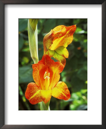 Gladiolus Psittacinus by Philippe Bonduel Pricing Limited Edition Print image