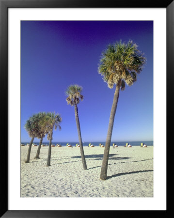 Clearwater Beach, Florida, Palm Trees by John Coletti Pricing Limited Edition Print image