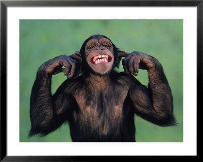 Chimpanzee With Its Fingers In Its Ears by Richard Stacks Pricing Limited Edition Print image