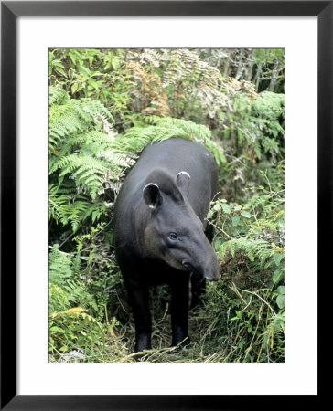 Brazilian Tapir, South America by Daniel Cox Pricing Limited Edition Print image