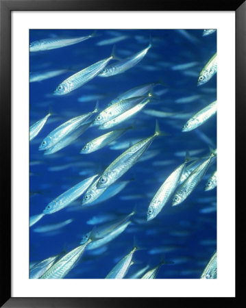 School Of Jack Mackerel, California by Wayne Brown Pricing Limited Edition Print image