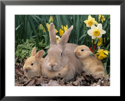 Palomino Rabbits by Lynn M. Stone Pricing Limited Edition Print image
