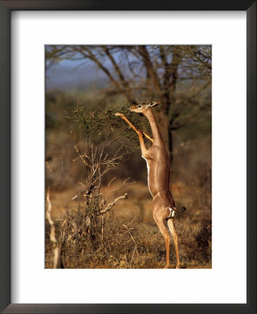 Gerenuk, Samburu National Park, Kenya by Elizabeth Delaney Pricing Limited Edition Print image