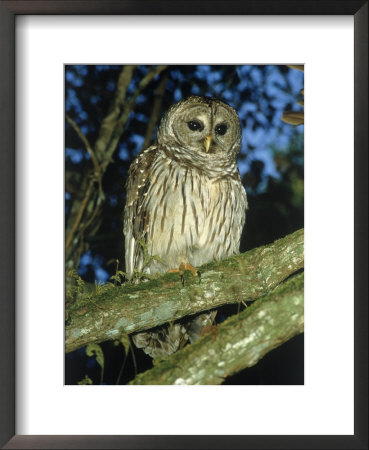 Florida Barred Owl, Strix Varia Georgica by David Davis Pricing Limited Edition Print image