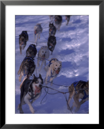 Sled Dog Racing, Anchorage, Ak by Mark Newman Pricing Limited Edition Print image