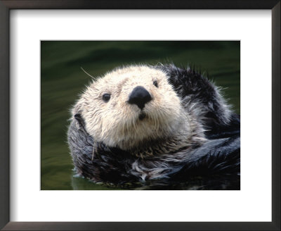 Sea Otter, Enhydra Lutris by Priscilla Connell Pricing Limited Edition Print image