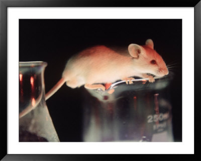 Lab Mouse On Beaker by Jacob Halaska Pricing Limited Edition Print image
