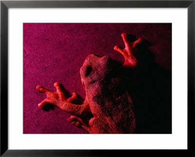 Costa Rican Tree Frog by Dan Gair Pricing Limited Edition Print image