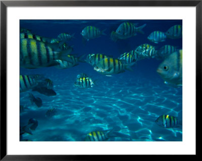 School Of Striped Fish by Rick Bostick Pricing Limited Edition Print image