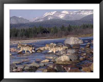 Wolves In Stream With Rocks, Mt by John Luke Pricing Limited Edition Print image