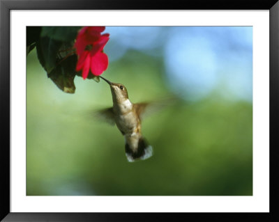 Female Ruby Throat Hummingbird, Archilochus Colubri by Ken Wardius Pricing Limited Edition Print image