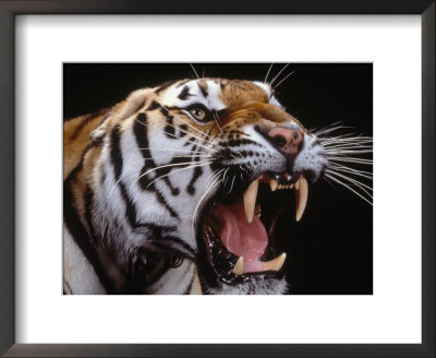Siberian Tiger by Bill Melton Pricing Limited Edition Print image