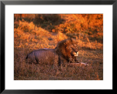 African Lion, Panthera Leo, Tanzania by Robert Franz Pricing Limited Edition Print image