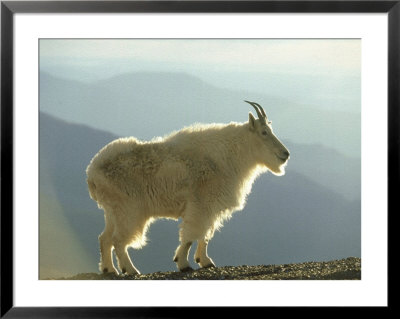 Mountain Goat, Colorado by Alan And Sandy Carey Pricing Limited Edition Print image