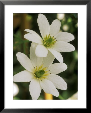 Clematis Paniculata by Mark Bolton Pricing Limited Edition Print image