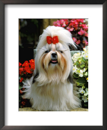 Shih Tsu With Red Ribbon by Henryk T. Kaiser Pricing Limited Edition Print image