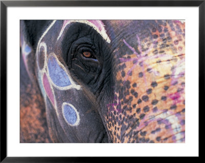 Goa, India, Close-Up Of Elephants Eye by Peter Adams Pricing Limited Edition Print image