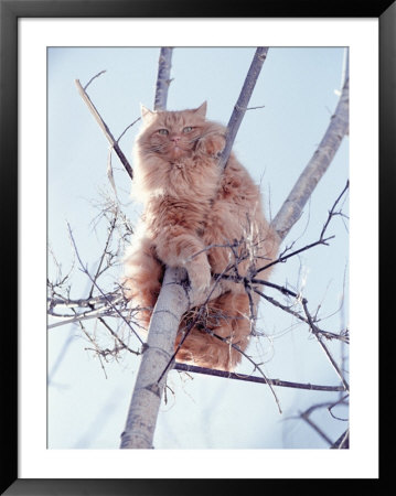 Cat Up In A Tree by Amy And Chuck Wiley/Wales Pricing Limited Edition Print image