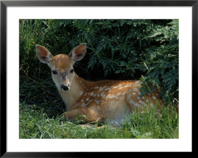 Fawn Lying On Grass Under Bushes by Tony Ruta Pricing Limited Edition Print image