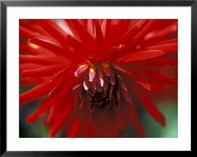 Dahlia (Bergers Record), September, Close-Up Of Red Flower by Ruth Brown Pricing Limited Edition Print image
