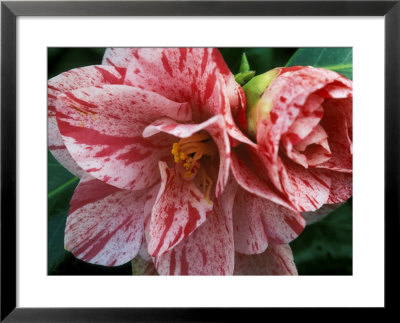 Camellia Betty Foy Sanders Shrub by Mark Bolton Pricing Limited Edition Print image